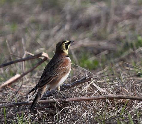 Pictures and information on Horned Lark