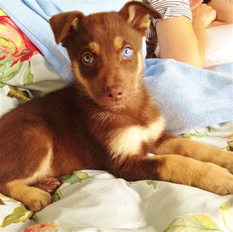 Chino the chocolate lab, red husky mix.