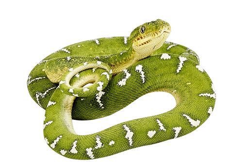 Green Snake twirling PNG Image | Green snake, Snake, Stock images free