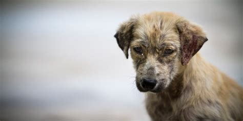 ¡Muy triste! Así reaccionó este perro al darse cuenta de que fue abandonado — FMDOS