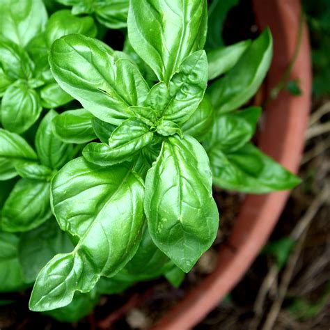 Sweet Basil Plant in Terra Cotta Pot – Free High Resolution Photo – Photos Public Domain