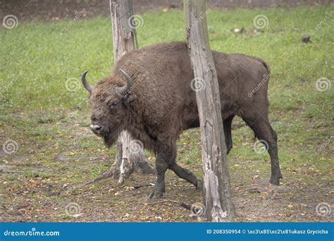 Wisent , european bison stock photo. Image of bull, wisent - 208350954