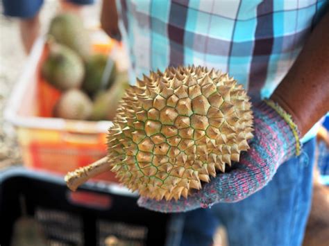 Getting Good Durian On Geylang Durian Street in Singapore - Year of the ...