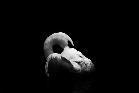 Free Images : hand, black and white, wildlife, darkness, still life, fauna, plumage, swan, face ...