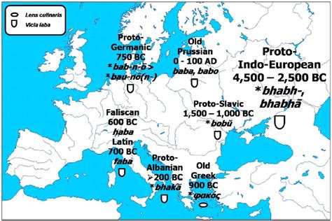 Initial evolution of the Proto-Indo-European root * bhabh ...