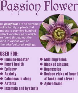 Passion Flower Herb Tea Benefits | Best Flower Site