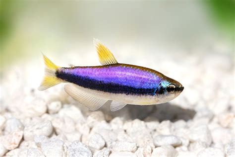 Blue Kerri Tetras: Worth Another Look - AMAZONAS Magazine | Aquarium ...