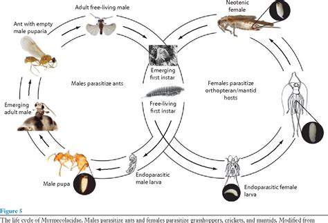 Strepsiptera Life Cycle