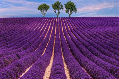 Berlokasi di Perancis hingga Inggris Inilah Taman Bunga Lavender Paling ...