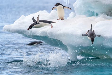 Why Are Penguins Black and White? | Color Meanings