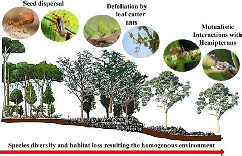 The schematic diagram represents the destruction of habitat, reduction... | Download Scientific ...