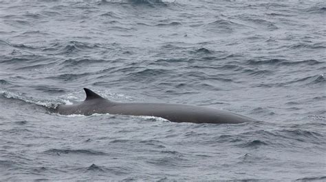 Whales and Dolphins You Can See on Your Antarctic Adventures ...