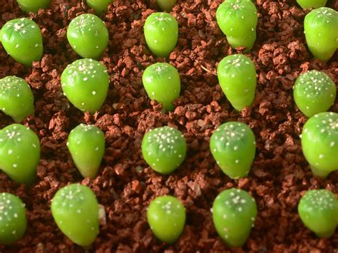 Growing Cacti from Seed - See more at: http://worldofsucculents.com/growing-cacti-seed Growing ...