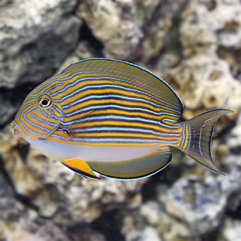 Clown Tang (Acanthurus lineatus)