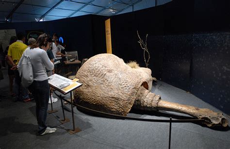 Giant armadillos roamed South America thousands of years ago | Ars Technica