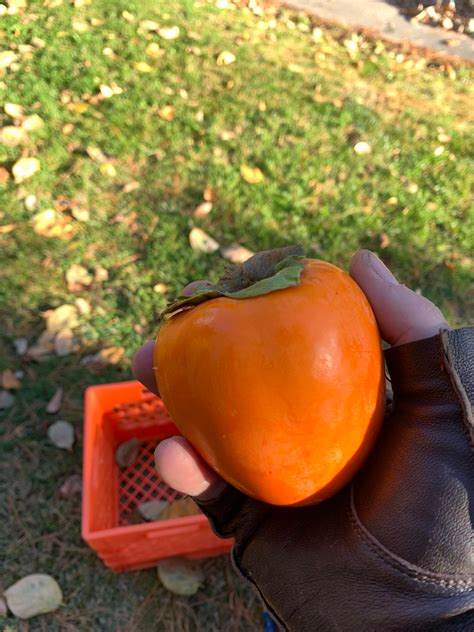 This year’s hachiya persimmon harvest and hoshigaki so far! : r/mead