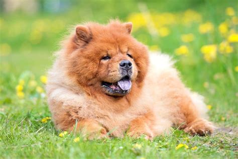 Why Do Chow Chows Have Blue Tongues? Info, Facts & Pictures