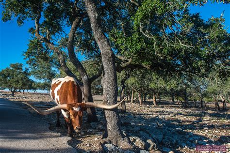 Natural Bridge Wildlife Ranch - Travel - celebrategalveston.com