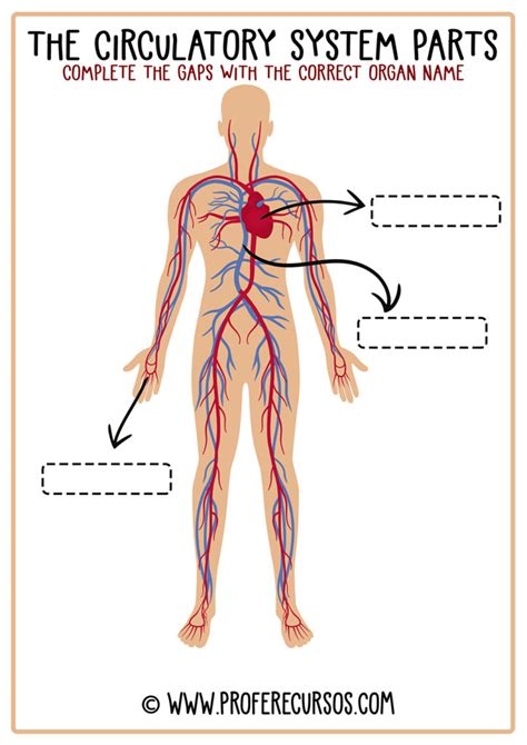 Circulatory Sistem en Inglés | Recurso Educativo Sistema Circulatorio