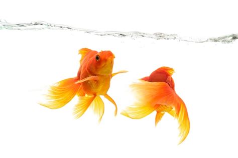 Premium Photo | Goldfish swimming isolated on white background