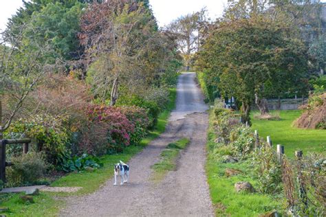 Luccombe Village : Ash Grove © Lewis Clarke cc-by-sa/2.0 :: Geograph Britain and Ireland