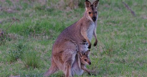 Family Macropodidae (Macropods) - Australian Mammal photos