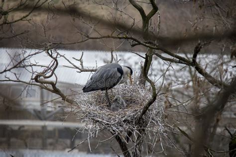 Grey Heron on a nest. stock image. Image of beak, sitting - 113878265