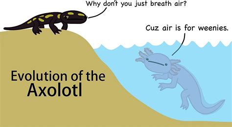 "The Evolution of the Axolotl" by TheGuyWithStuff | Redbubble