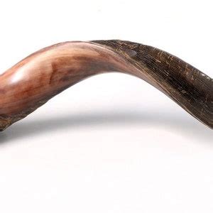 High Quality Yemenite Kudu Shofar With Great Sound - Etsy