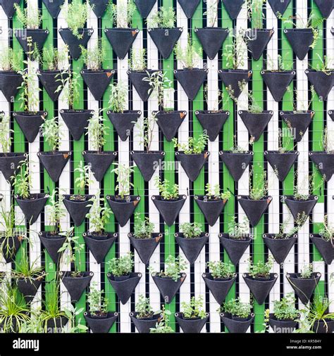 Vertical garden as a green wall Stock Photo - Alamy