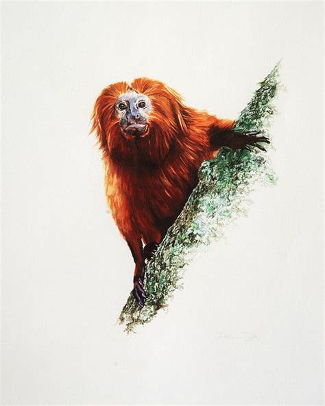 Mico Leão Dourado | Monkey illustration, Lion art, Unique animals