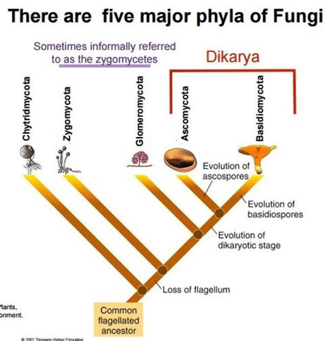 1407 Fungi Flashcards | Quizlet