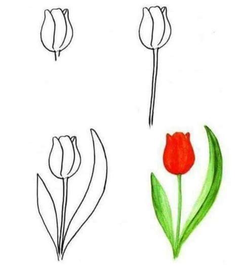 Tulip Tulip Drawing, Plant Drawing, Painting & Drawing, Flower Painting ...