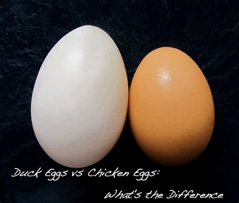 Duck Eggs vs Chicken Eggs: What's the Difference - The Free Range Life