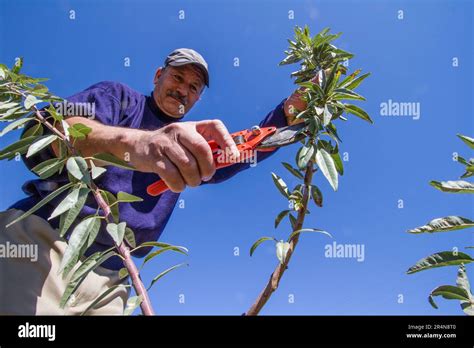 Fruitful harvest preparation hi-res stock photography and images - Alamy