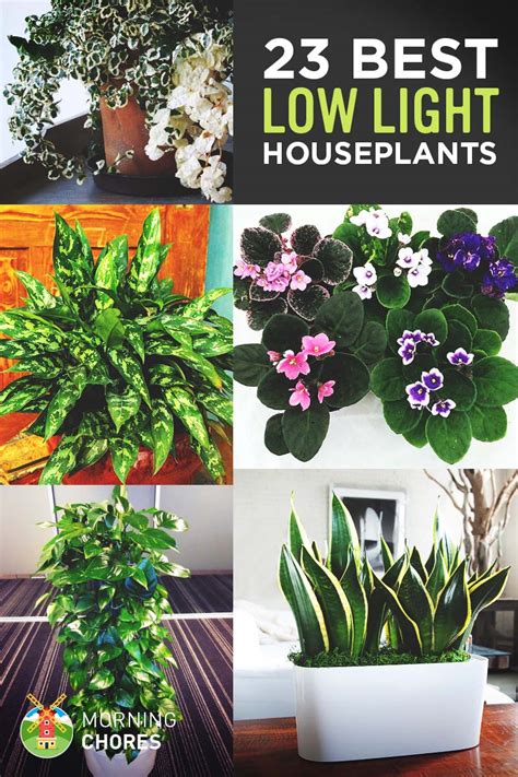 23 Low-Light Houseplants That Are Easy to Maintain Even If You're Busy