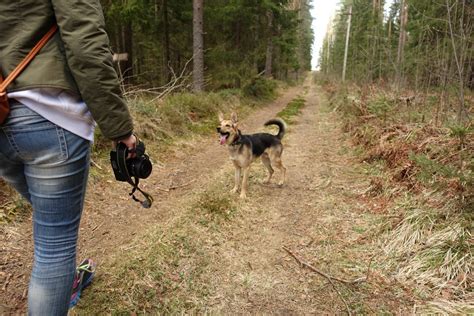 Free Images : forest, trail, camera, walk, pet, happy, dog like mammal 5472x3648 - - 142367 ...