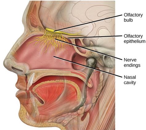 Hyperosmia: Defintion, Causes, Symptoms, Effects and Treatment