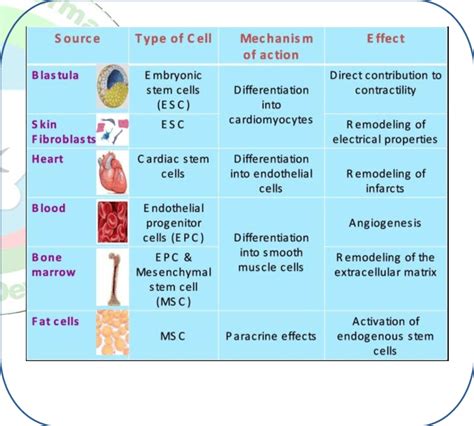 Sources of adult stem cells | Download Scientific Diagram