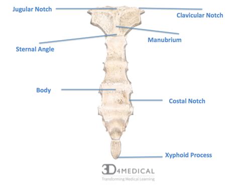 Notch Anatomy Definition - Anatomy Reading Source