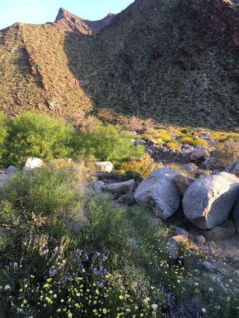 BORREGO SPRINGS HIKING - PALM CANYON - Mile Marker Memories