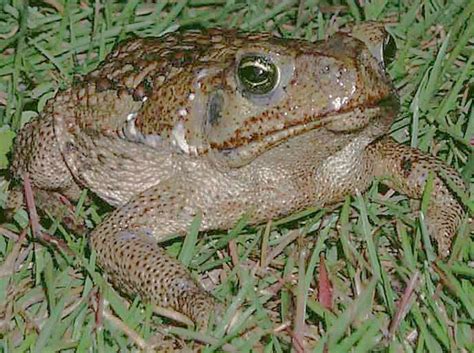 Cane Toad | Online Learning Center | Aquarium of the Pacific