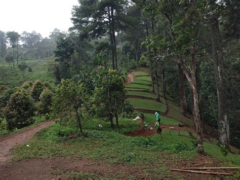 onion garden at the foot of the mountain. 20833863 Stock Photo at Vecteezy