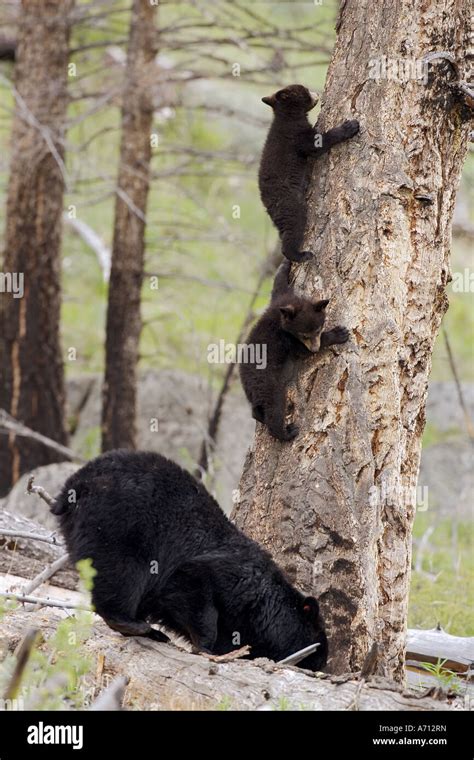 Black Bear Cubs Stock Photos & Black Bear Cubs Stock Images - Alamy