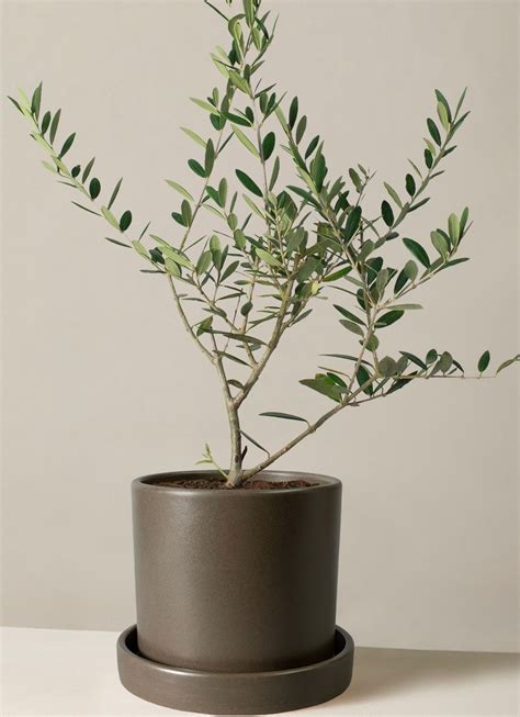 How to Care for an Olive Tree | The Sill