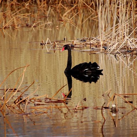 Black Swan Bird - Free photo on Pixabay