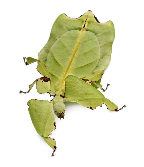 How to Care for a Leaf Insect - Full Guide