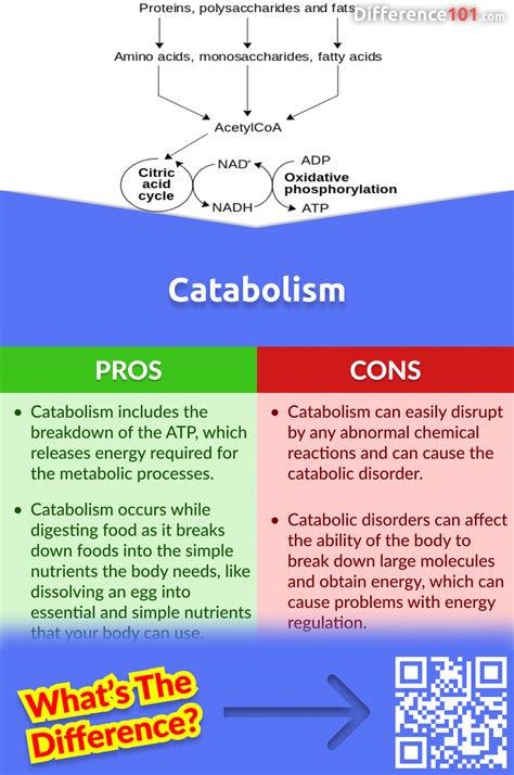 Catabolism vs. Anabolism: 5 Key Differences, Pros & Cons, Examples | Difference 101