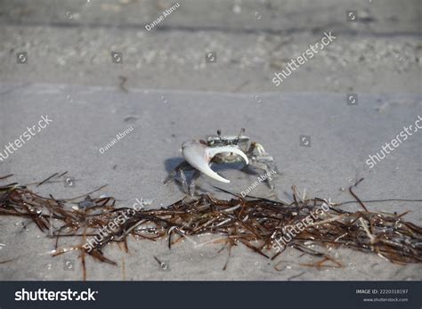 Fiddler Crabs Most Common Crab Salt Stock Photo 2220318197 | Shutterstock