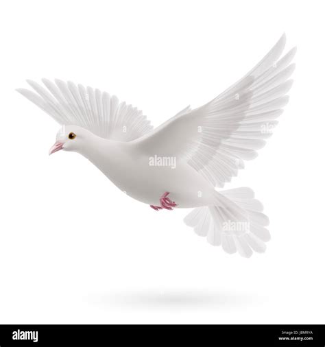 Realistic white dove on white background. Symbol of peace Stock Photo - Alamy